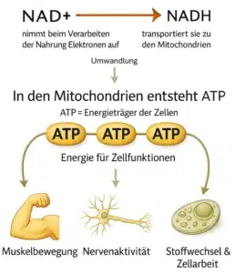 Grafik: NADH Prozess im Körper