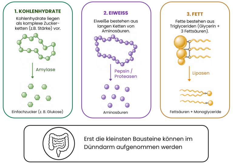 Zersetzung von Kohlenhydraten, Eiweiß und Fett