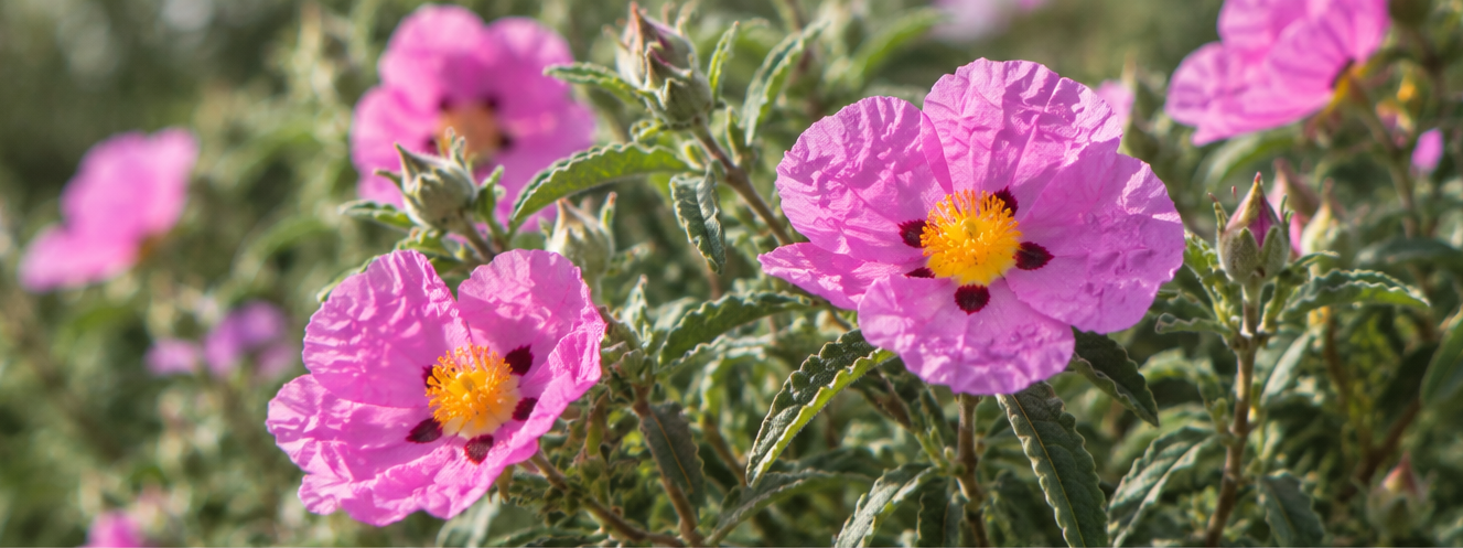 Rosa Zistrose
